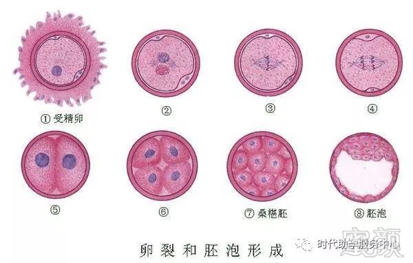 丽水爱心捐卵机构